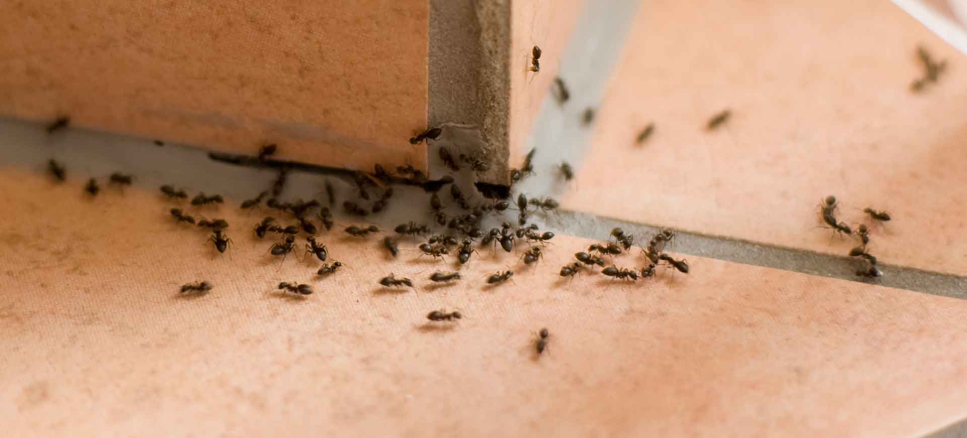 ant pest control hillcrest