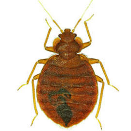 bed bug treatment Scripps Ranch ca