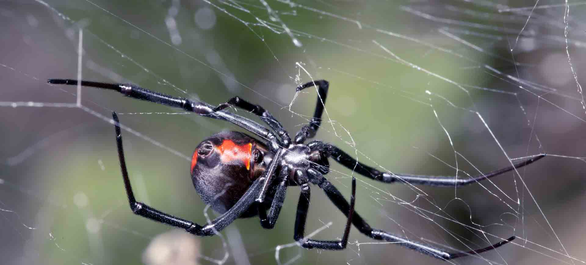 spider pest control alpine