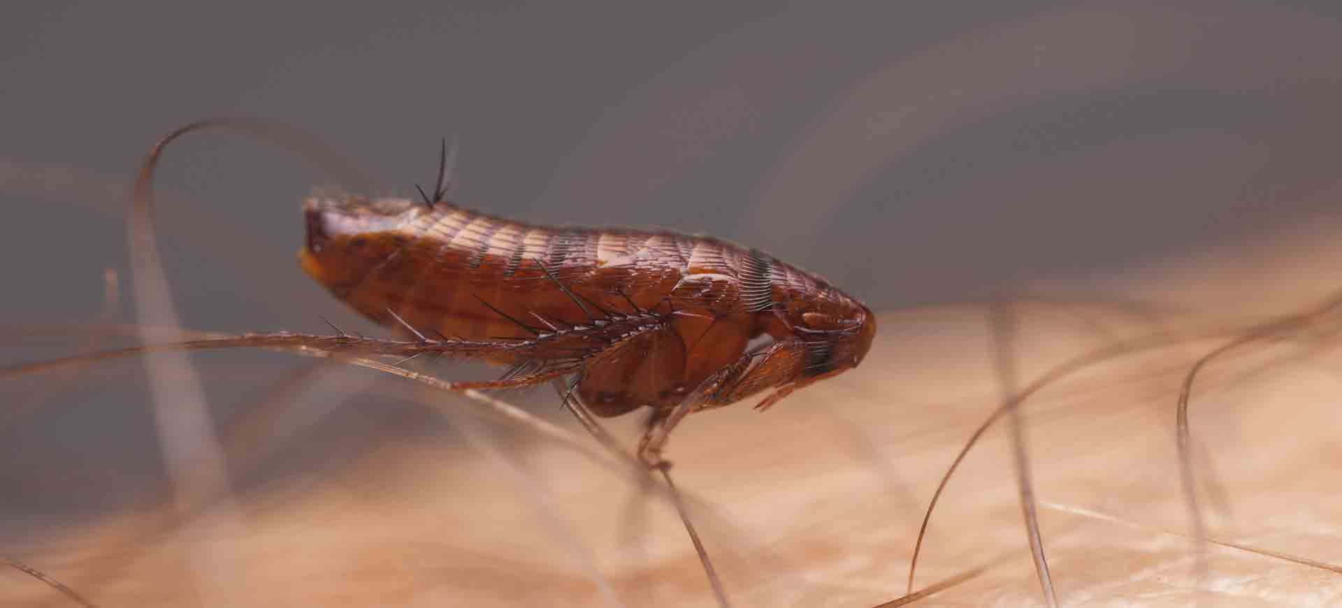 flea pest control hillcrest