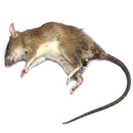 rodent control removal Tierrasanta ca