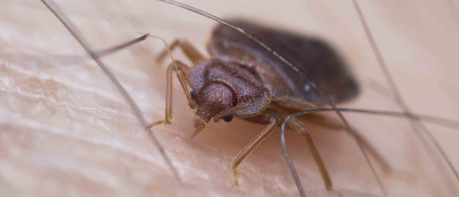 bed bug pest control alpine