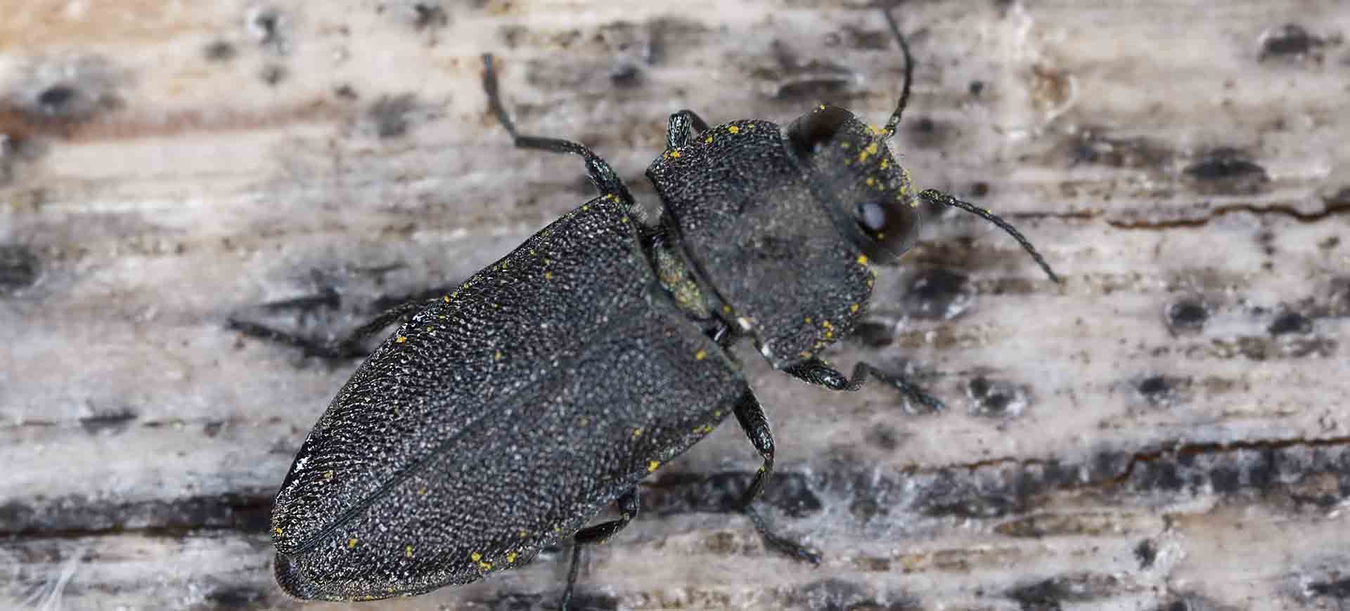 boring beetle pest control encanto