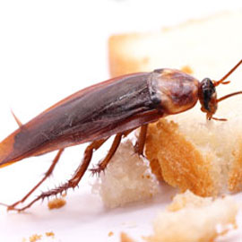 american cockroach pest control san diego
