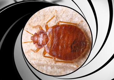 bed bug pest control treatment san diego