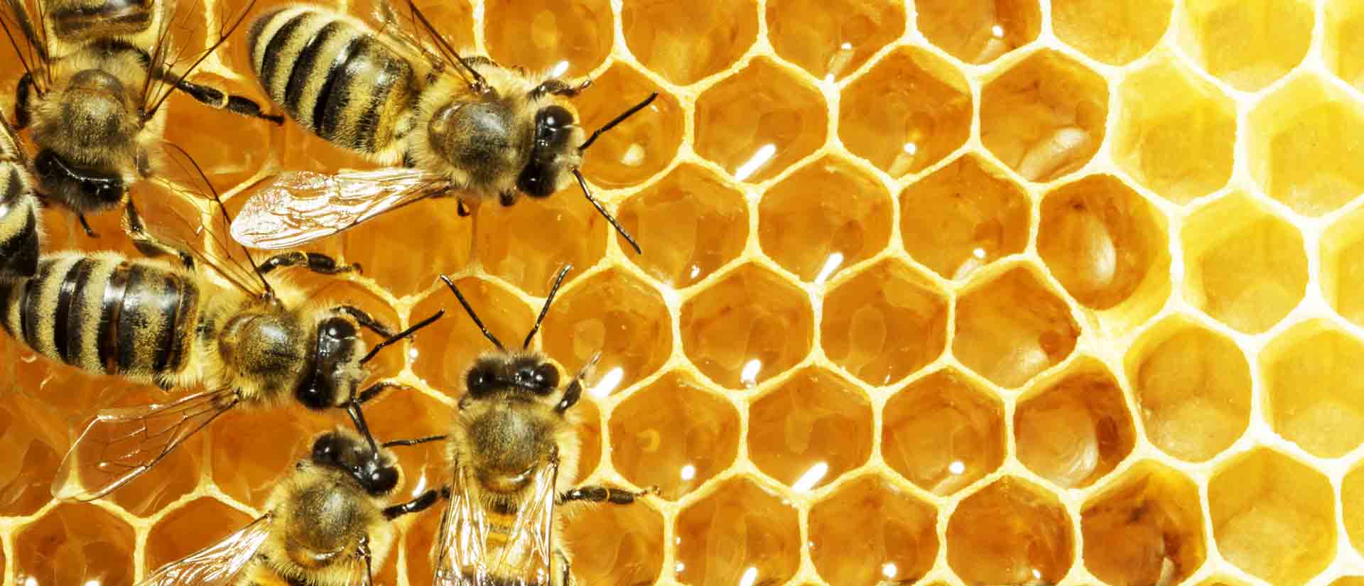 bee removal coronado