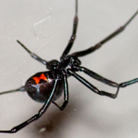 black widow spider pest control san diego