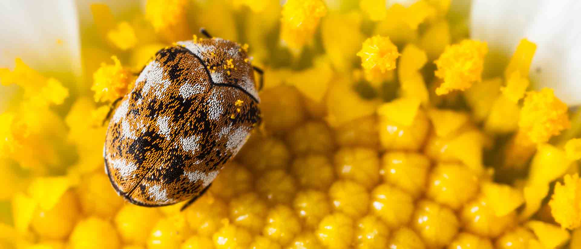 carpet beetle pest control clairemont