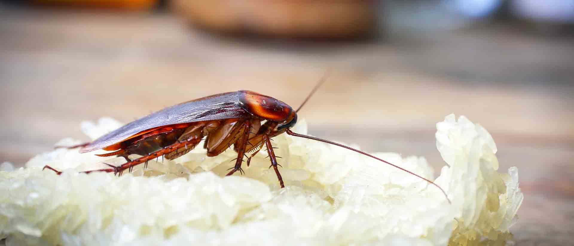 cockroach pest control university heights