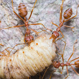 crazy ant pest control san diego