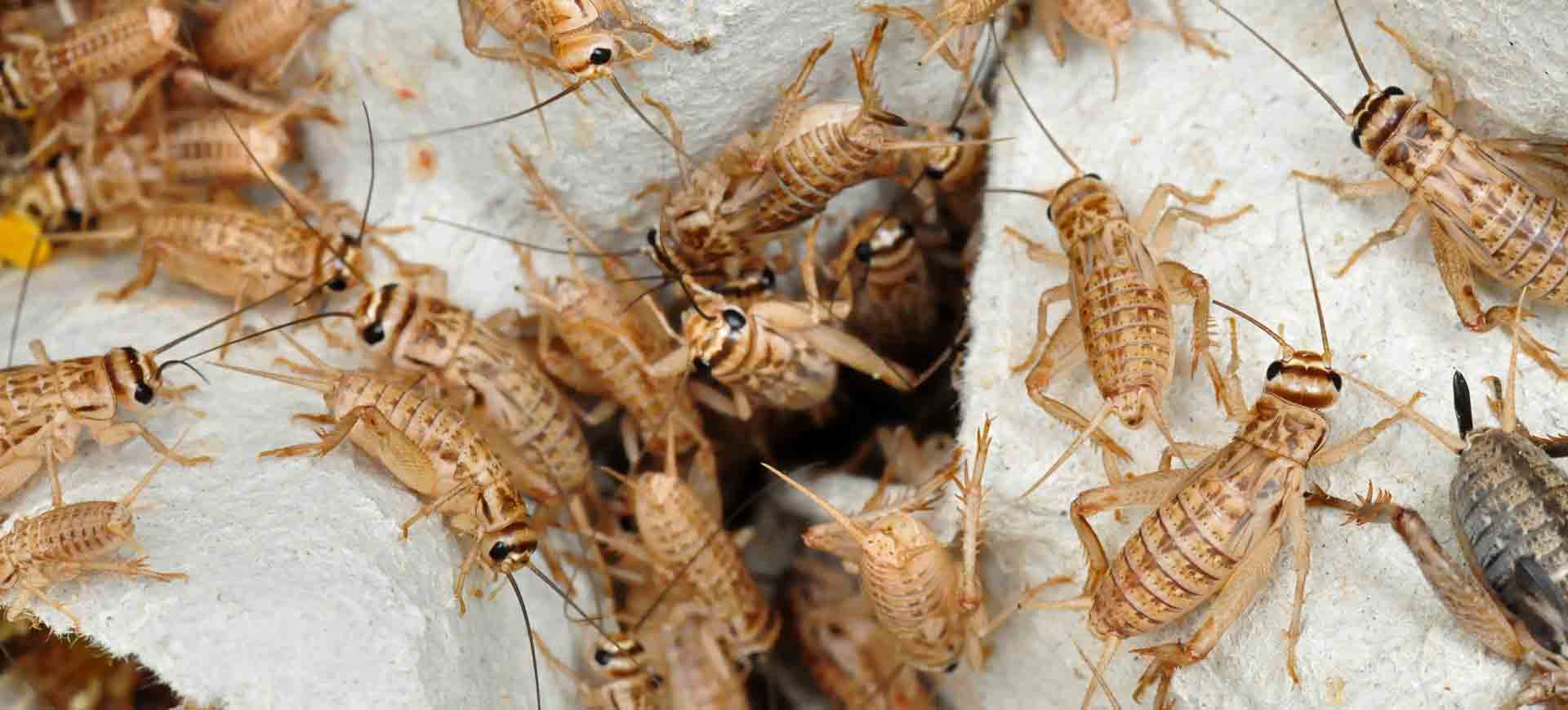 cricket pest control mount helix