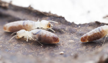drywood termite treatment san diego