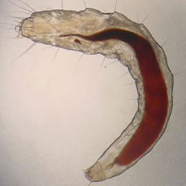 flea larvae pest control san diego