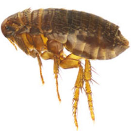 adult flea pest control san diego