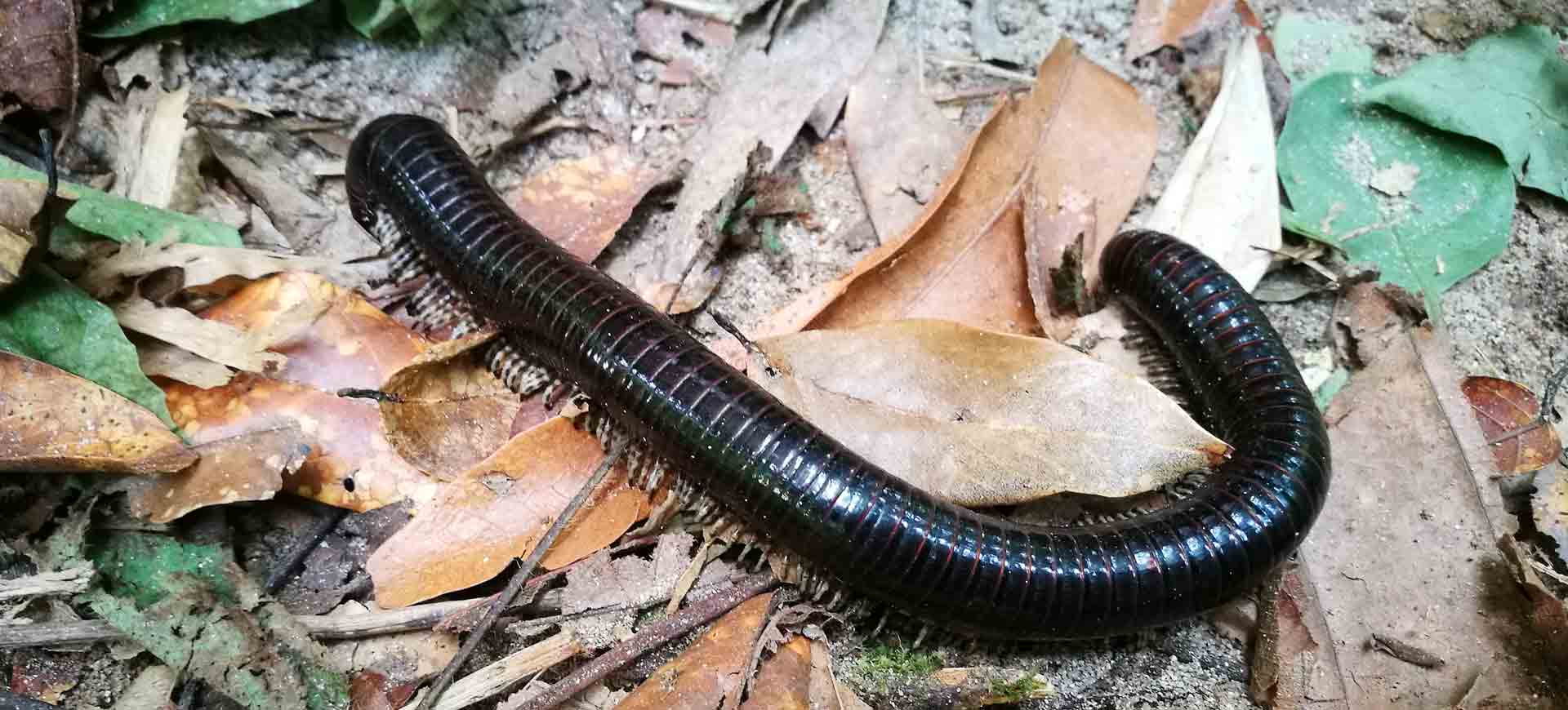 millipede pest control central san diego county
