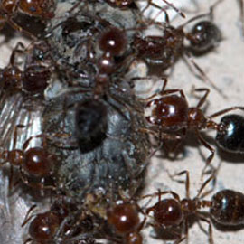 odorous house ant pest control san diego
