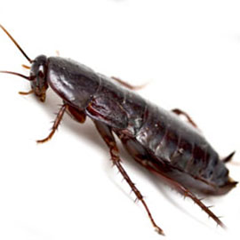 oriental cockroach pest control san diego