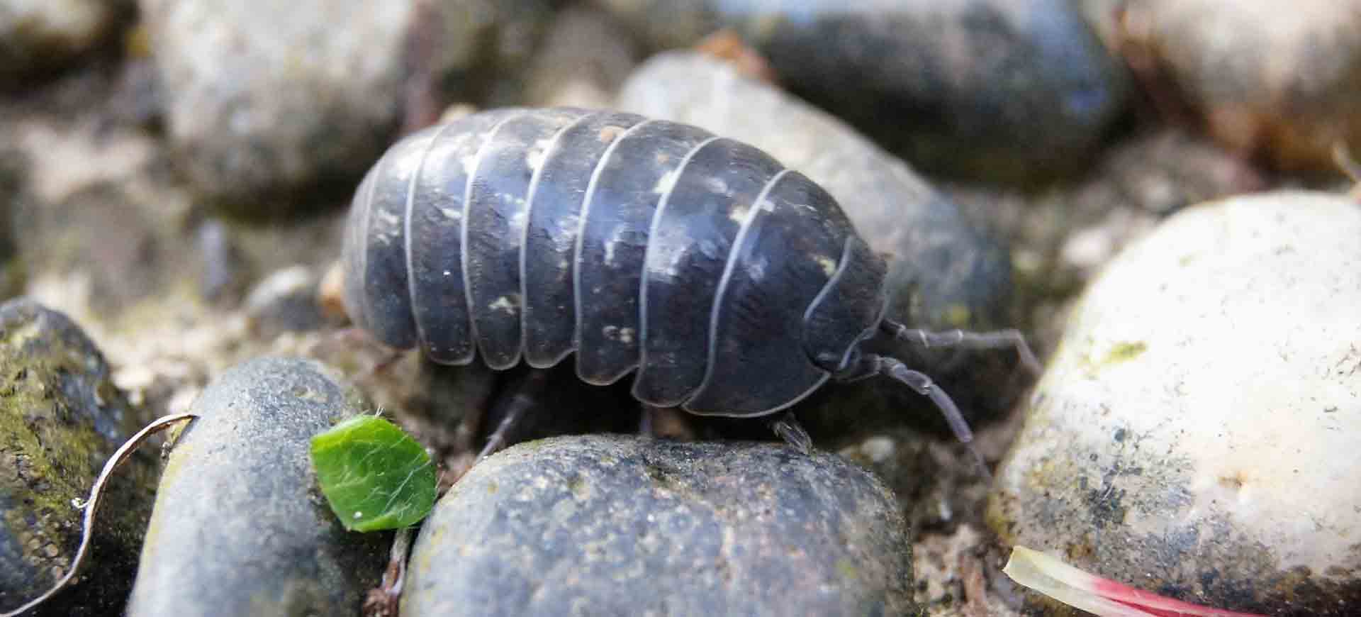 pillbugs pest control normal heights