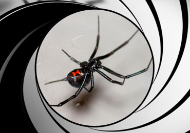 spider pest control treatment san diego