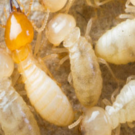 subterranean termite control san diego