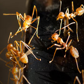 thief ant pest control san diego