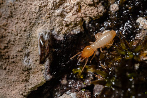 macro shot of a termite